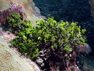 alga-verde