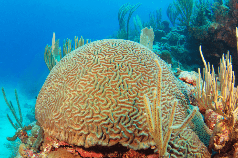 coral-cerebro