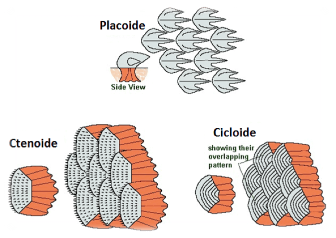 Placoide-Ctenoide-Cicloide
