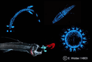 bioluminiscencia-apareamiento