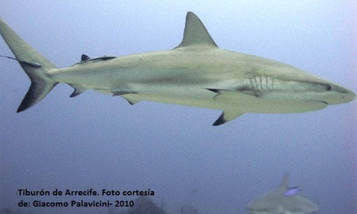tiburon-arrecife