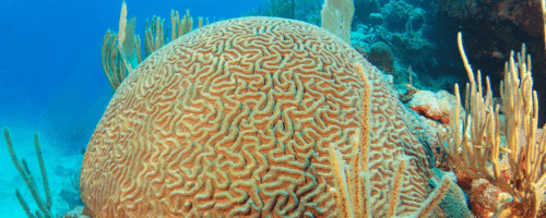 coral-cerebro
