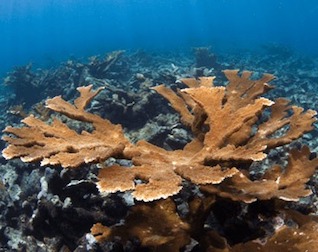 coral-cuerno-arce