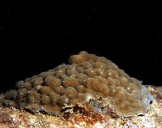 coral-mostaza