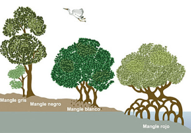 tipo-manglares